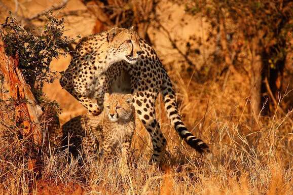 voyage photo botswana florian launette promo