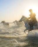 voyage photo camargue