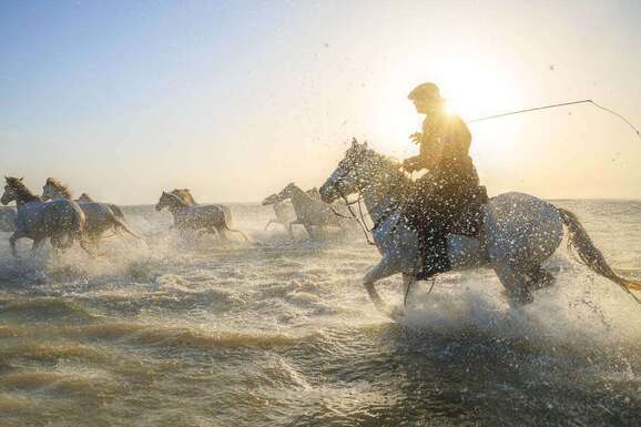 voyage photo camargue