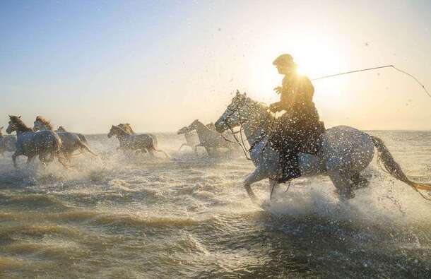 voyage photo camargue