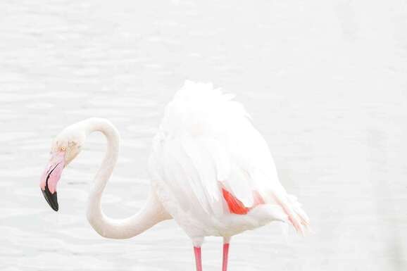 voyage photo camargue