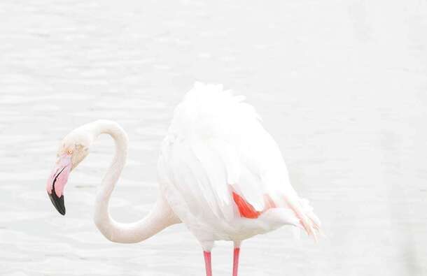 voyage photo camargue