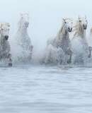 voyage photo camargue