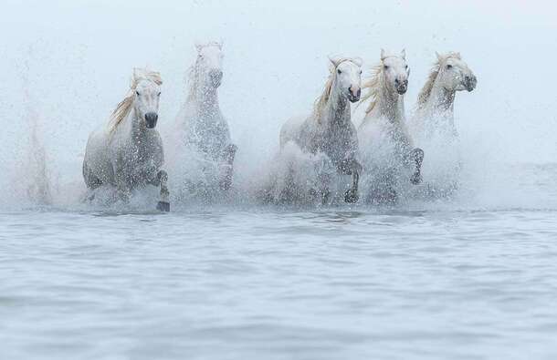 voyage photo camargue