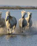 voyage photo camargue