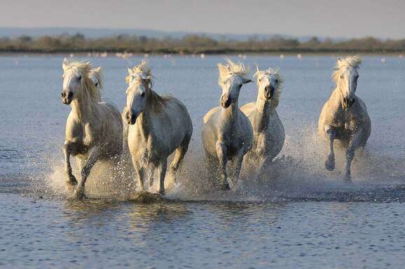 voyage photo camargue