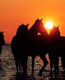 voyage photo camargue