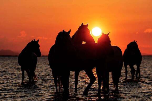 voyage photo camargue