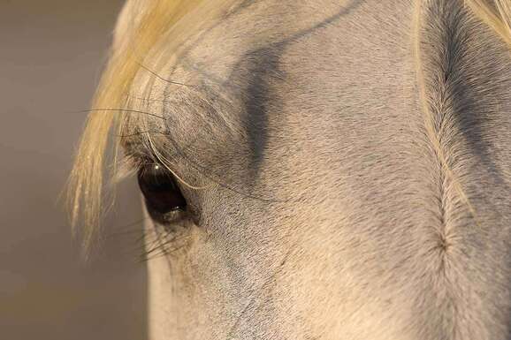 voyage photo camargue