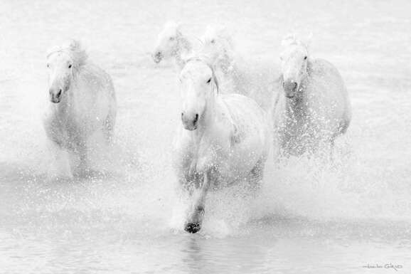 voyage photo camargue