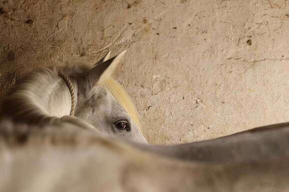 voyage photo camargue