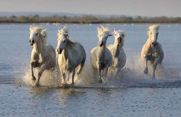 voyage photo camargue jean