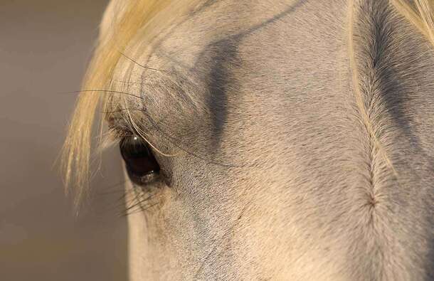 voyage photo camargue jean
