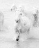 voyage photo camargue jean