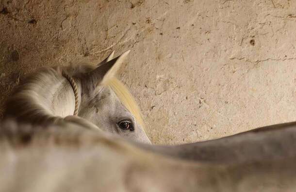 voyage photo camargue jean