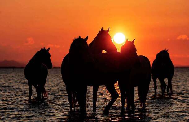 voyage photo camargue jean luc