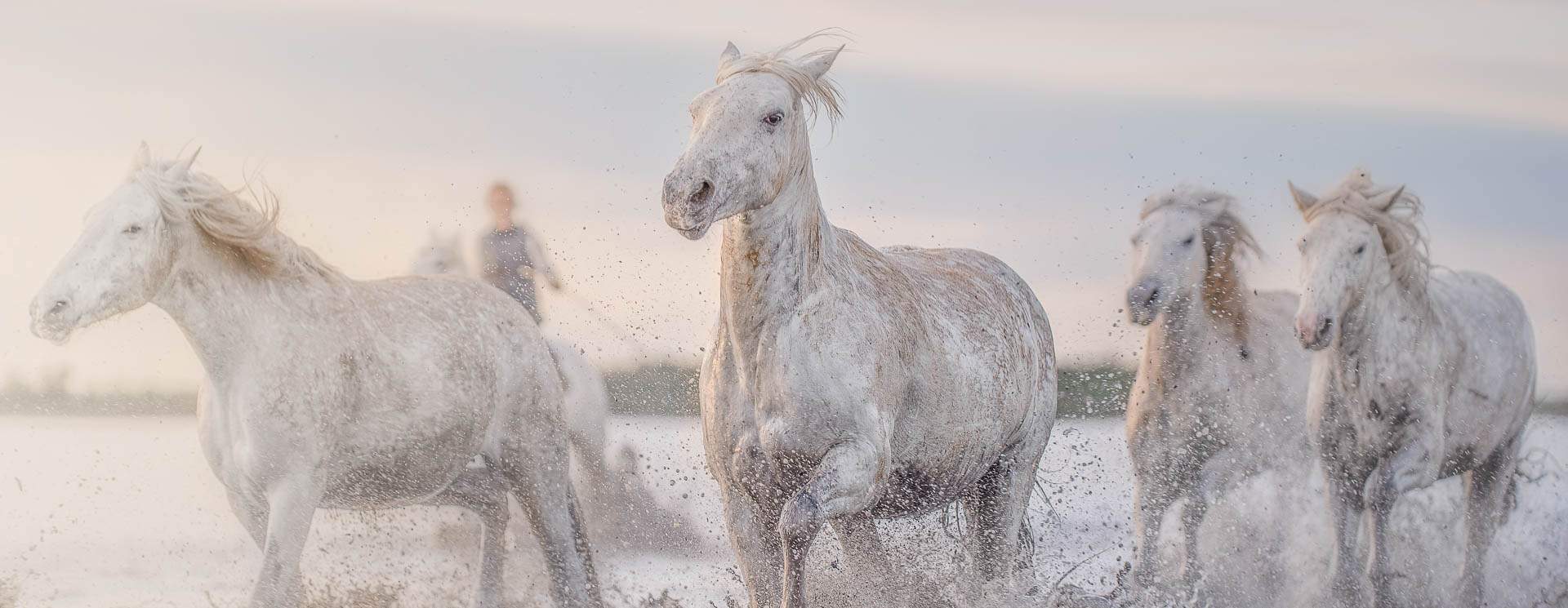 Camargue
