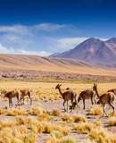voyage photo chili bolivie 453914889 promo 62