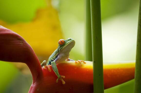 voyage photo costa rica as 108943898