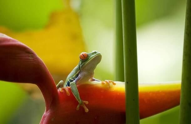 voyage photo costa rica as 108943898