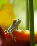 voyage photo costa rica as 108943898 promo