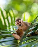 voyage photo costa rica as 119360523 promo