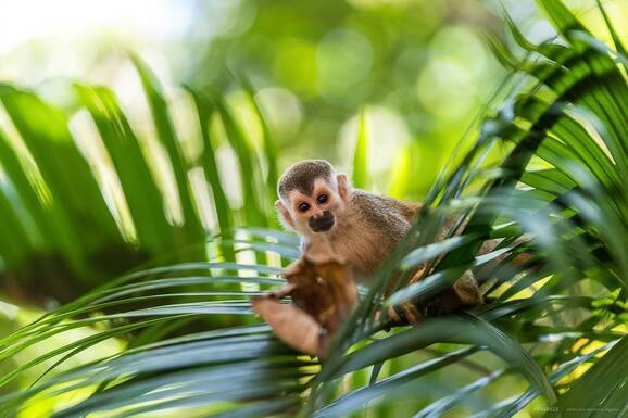 voyage photo costa rica as 119360523 promo