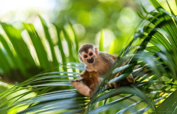 voyage photo costa rica as 119360523 promo