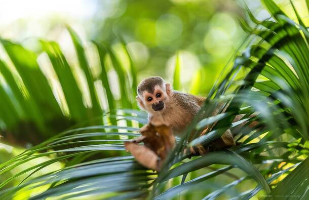 voyage photo costa rica as 119360523 promo 6