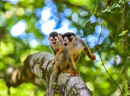 voyage photo costa rica as 119361327 promo 7