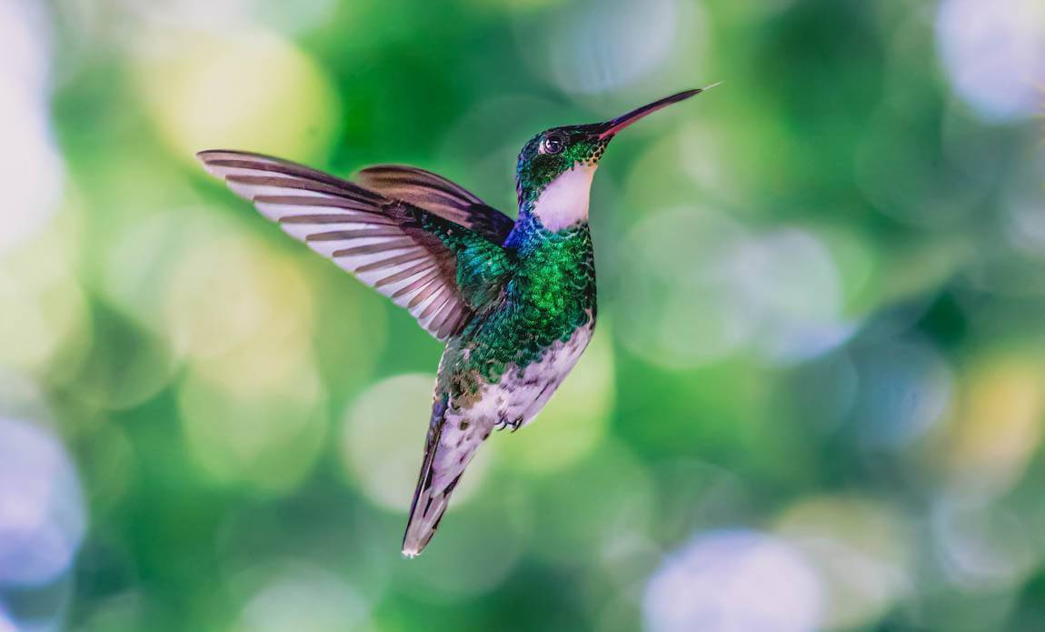 voyage photo costa rica as 432448562 galerie 23