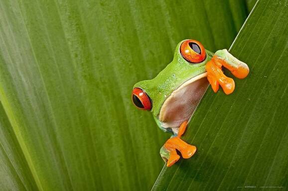 voyage photo costa rica as