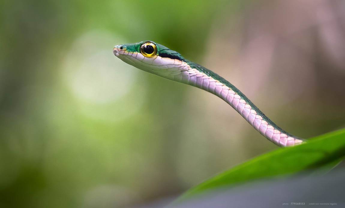 voyage photo costa rica as 779568553 galerie 34