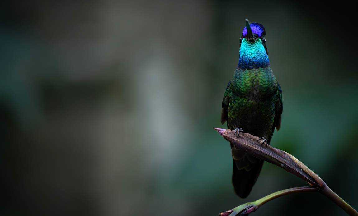 voyage photo costa rica ophelie bleunven galerie 1