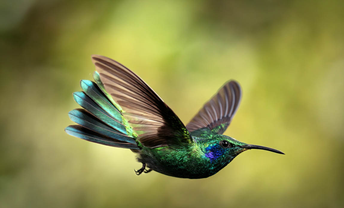voyage photo costa rica ophelie bleunven galerie 12