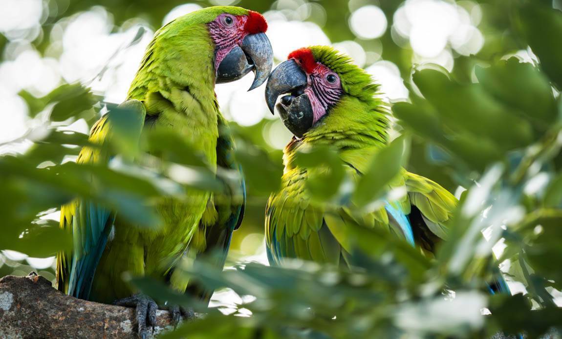 voyage photo costa rica ophelie bleunven galerie 13