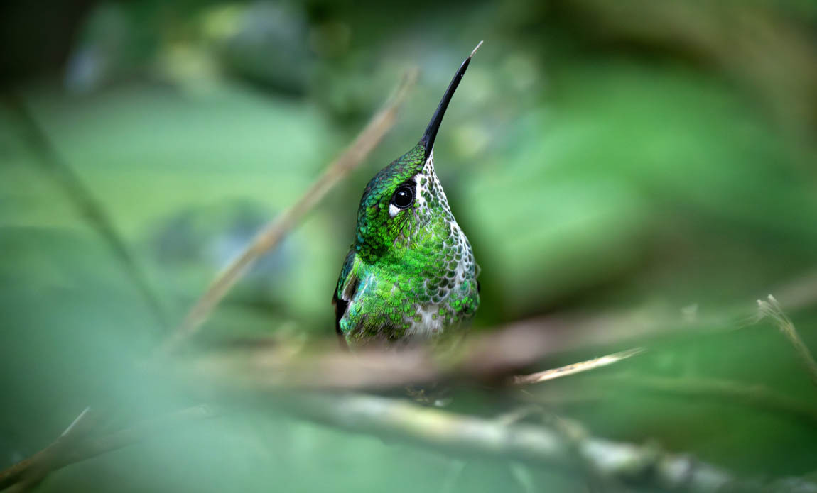 voyage photo costa rica ophelie bleunven galerie 18