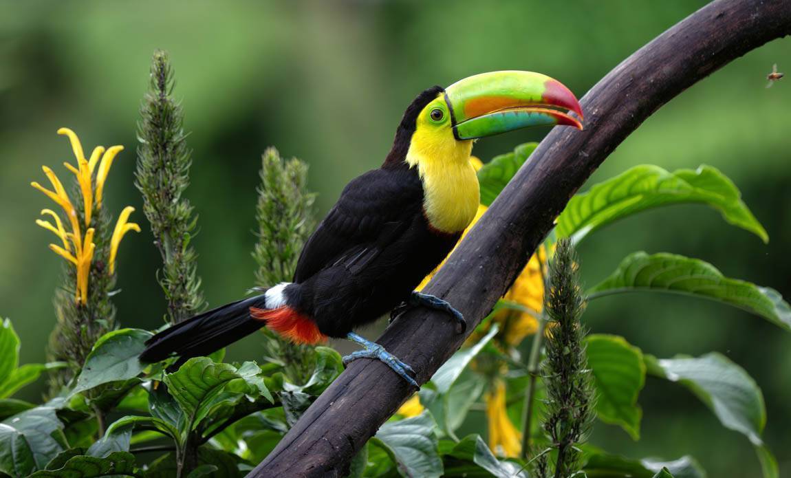 voyage photo costa rica ophelie bleunven galerie 19