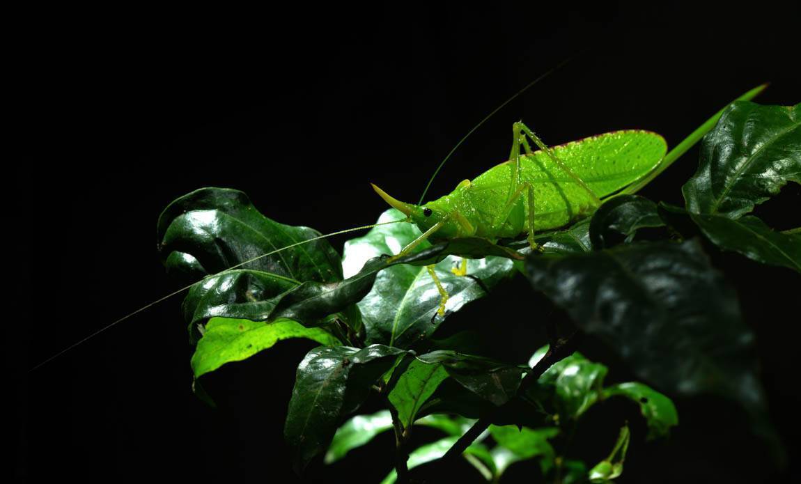 voyage photo costa rica ophelie bleunven galerie 20