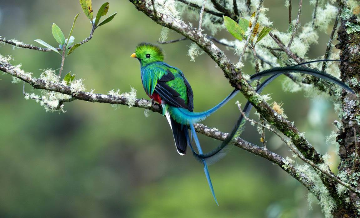 voyage photo costa rica ophelie bleunven galerie 34
