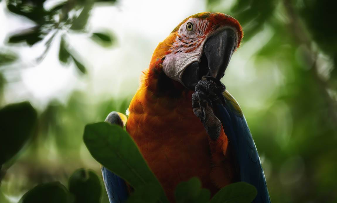 voyage photo costa rica ophelie bleunven galerie 6