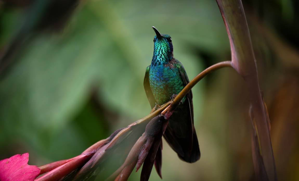 voyage photo costa rica ophelie bleunven galerie 9