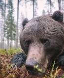 voyage photo finlande ours florian launette