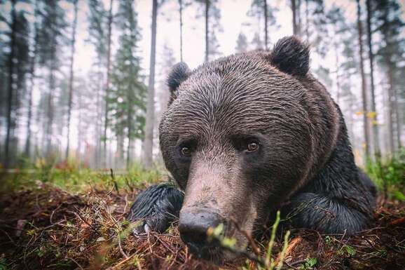 voyage photo finlande ours florian launette