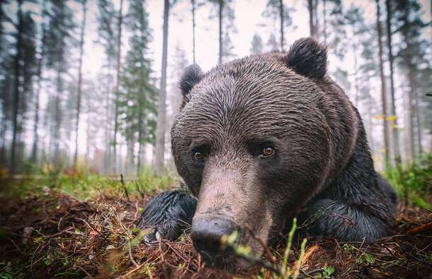 voyage photo finlande ours florian launette