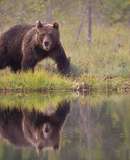 voyage photo finlande ours florian launette