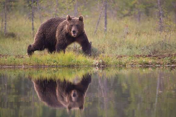 voyage photo finlande ours florian launette