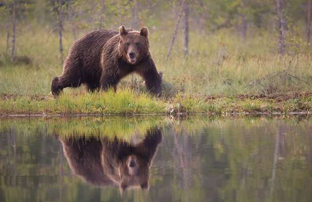 voyage photo finlande ours florian launette