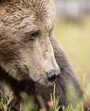 voyage photo finlande ours florian launette