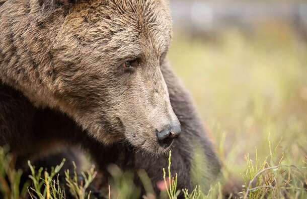 voyage photo finlande ours florian launette